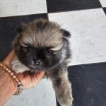 Pomeranian Spitz samček šteniatko – fotka 2