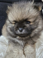 Pomeranian Spitz samček šteniatko – fotka 3