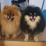 Pomeranian Spitz samček šteniatko – fotka 4