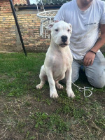 5 month old dogo argentino female for sale – fotka 2