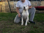5 month old dogo argentino female for sale – fotka 3