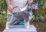 Miniature schnauzer puppies pepper salt – fotka 2