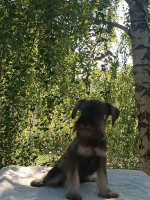 Miniature schnauzer puppies pepper salt – fotka 3