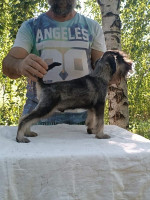 Miniature schnauzer puppies pepper salt – fotka 4