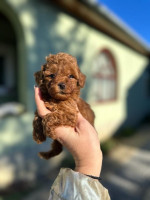 Šteniatka toy a mini pudla – fotka 2