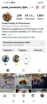 Šteniatka toy a mini pudla – fotka 4