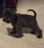 Miniature schnauzer puppies black and black silver – fotka 2