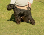 Miniature schnauzer puppies black and black silver – fotka 3