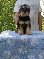 Miniature schnauzer puppies black and black silver – fotka 4
