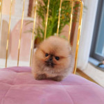 2 maličké šteniatka pomeraniana – fotka 2