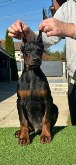 Na predaj šteniatka Dobermana – fotka 2