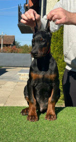 Na predaj šteniatka Dobermana – fotka 3