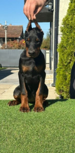 Na predaj šteniatka Dobermana – fotka 4