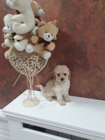 Mini poodles – fotka 2