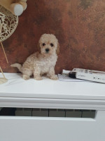 Mini poodles – fotka 3