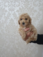 Mini poodles – fotka 4