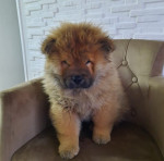 Štenici Chow Chow – fotka 2
