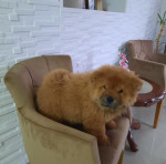 Štenici Chow Chow – fotka 3