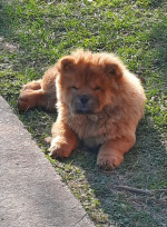 Štenici Chow Chow – fotka 4
