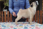 Pug puppies on offer – fotka 2