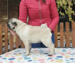 Pug puppies on offer – fotka 3