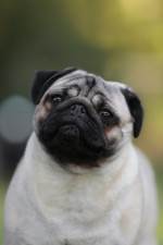 Pug puppies on offer – fotka 4