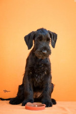 Large Black Schnauzer – fotka 2