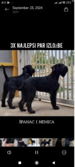 Large Black Schnauzer – fotka 3