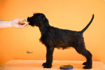 Large Black Schnauzer – fotka 4