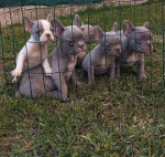 French bulldog puppies – fotka 2