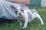 French bulldog puppies – fotka 3
