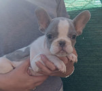 French bulldog puppies – fotka 4