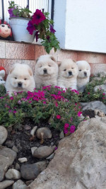 Chow chow chow chow – fotka 2