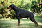 Na predaj šteniatka dobermana – fotka 2