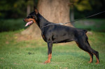 Na predaj šteniatka dobermana – fotka 3