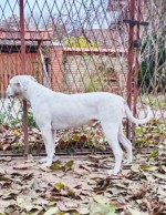 Americký buldog - fenky na predaj – fotka 2