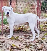 Americký buldog - fenky na predaj – fotka 3