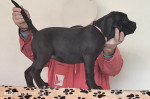 Cane Corso – fotka 2