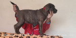 Cane Corso – fotka 3