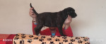 Cane Corso – fotka 4