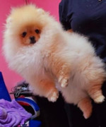Pomeranian Boo – fotka 2