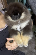 Pomeranian Boo – fotka 3
