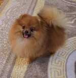 Pomeranian Boo – fotka 4