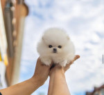 miniatúrne šteniatka pomeranianov – fotka 2