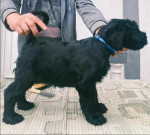 Large schnauzer puppies for sale – fotka 2