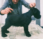 Large schnauzer puppies for sale – fotka 3