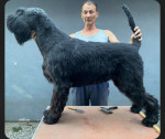 Large schnauzer puppies for sale – fotka 4