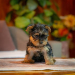 Yorkie-Yoksir terrier puppies – fotka 2