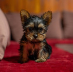 Yorkie-Yoksir terrier puppies – fotka 3