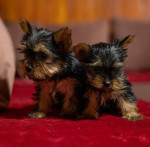 Yorkie-Yoksir terrier puppies – fotka 4